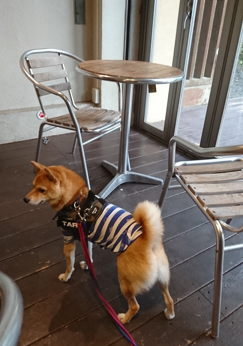 f:id:hanatara:20190918111229j:plain