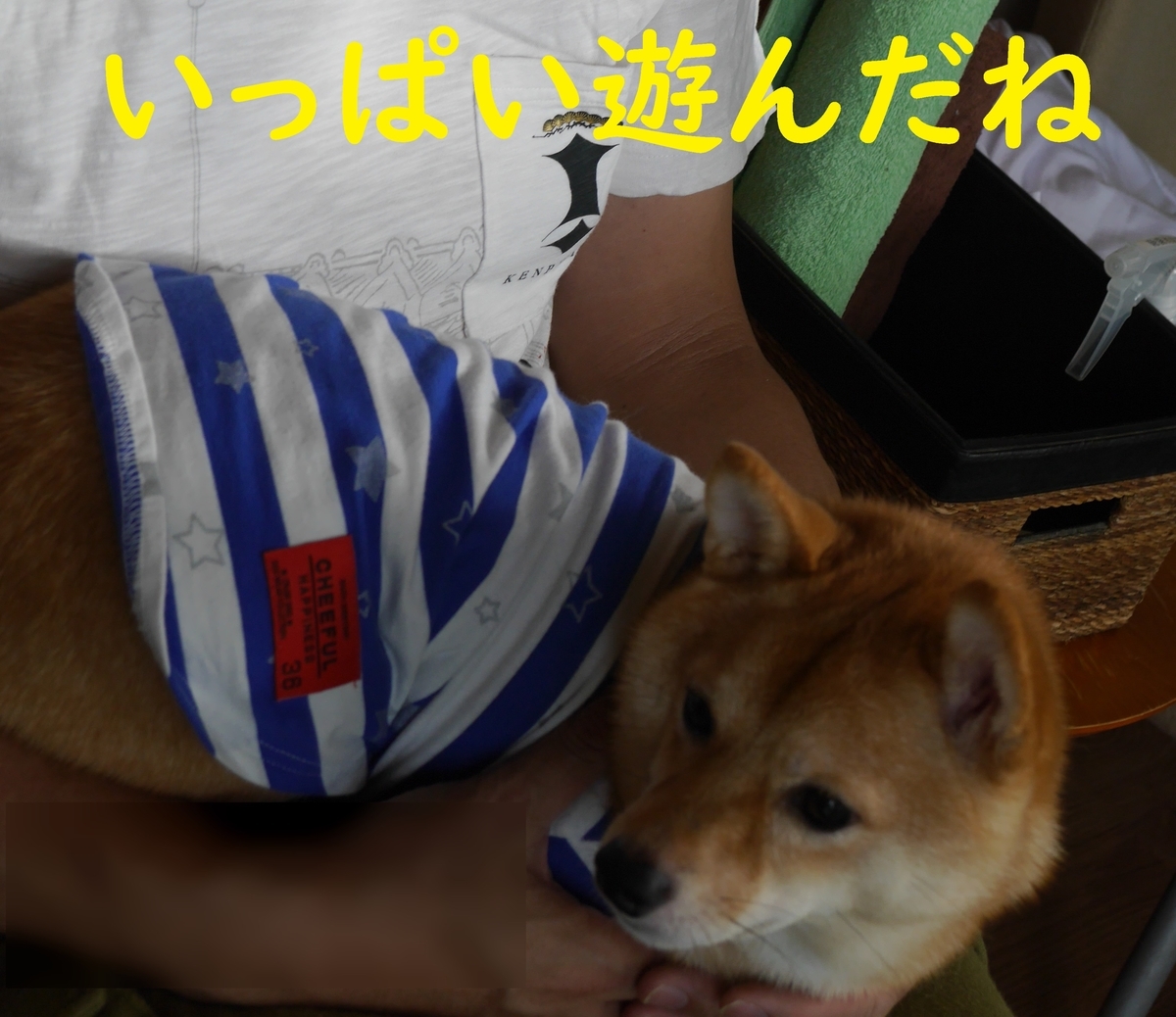 f:id:hanatara:20190918131231j:plain
