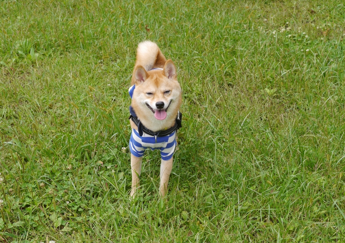 f:id:hanatara:20190918140501j:plain