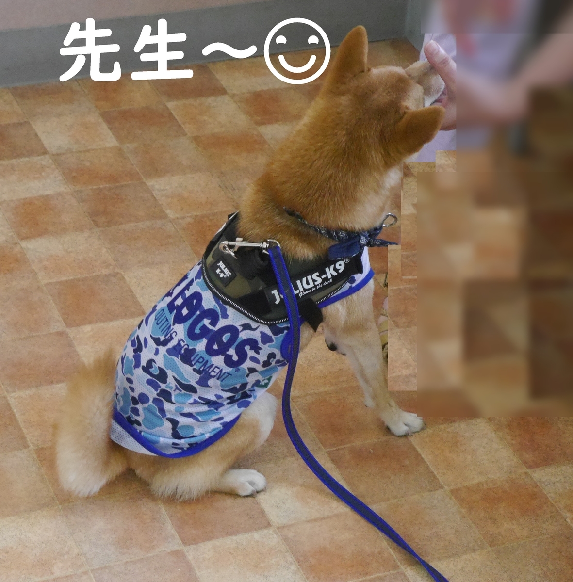 f:id:hanatara:20190923092326j:plain