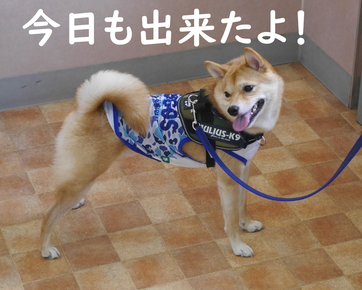 f:id:hanatara:20190923092459j:plain