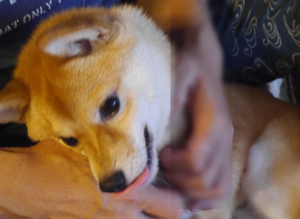 f:id:hanatara:20190929091435j:plain