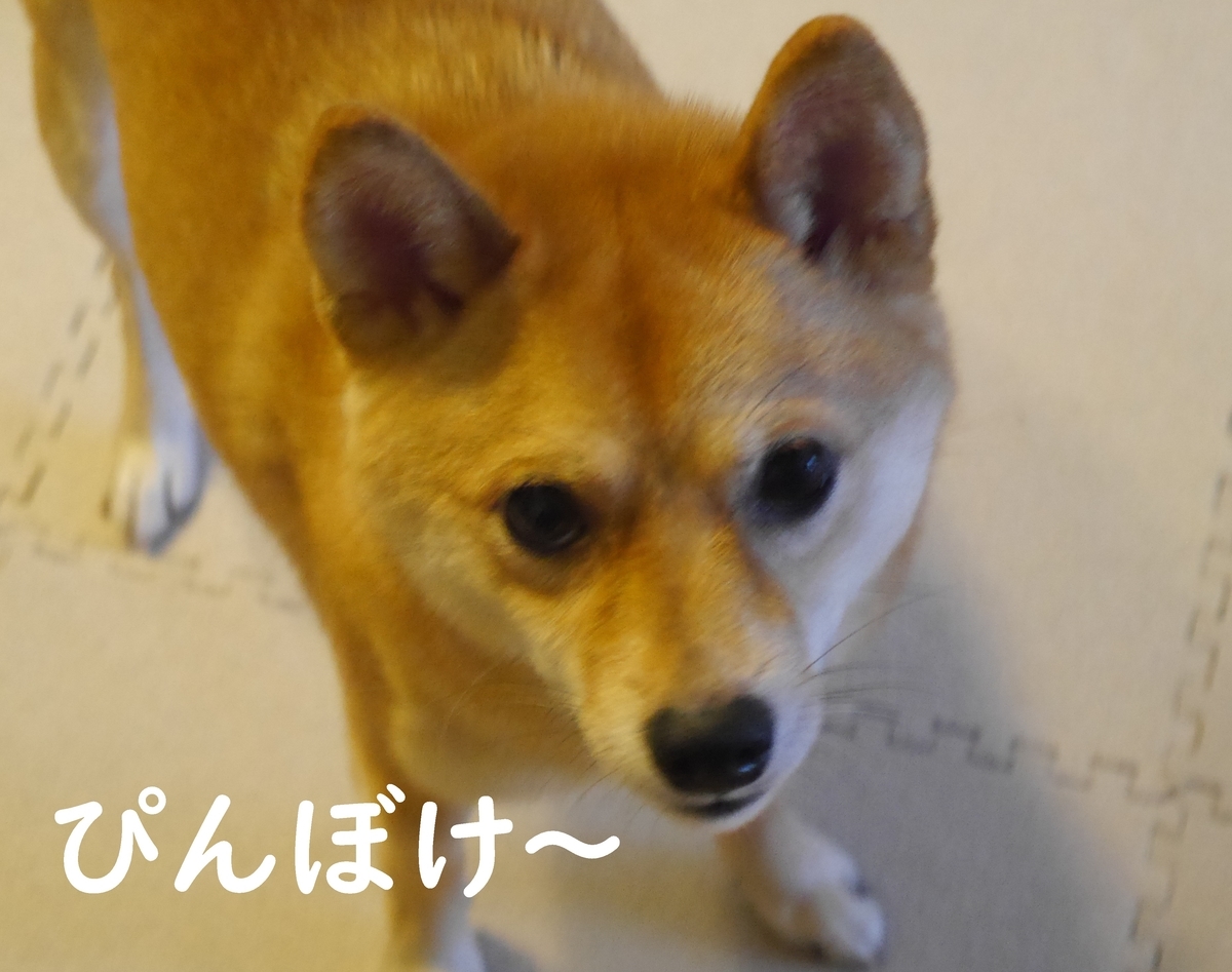f:id:hanatara:20190929091546j:plain