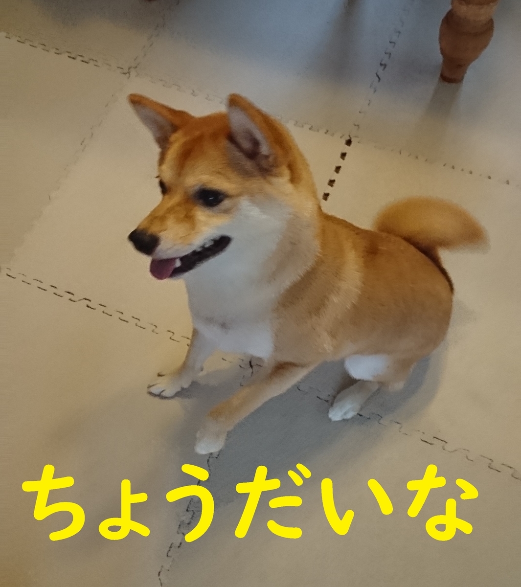 f:id:hanatara:20190929091757j:plain