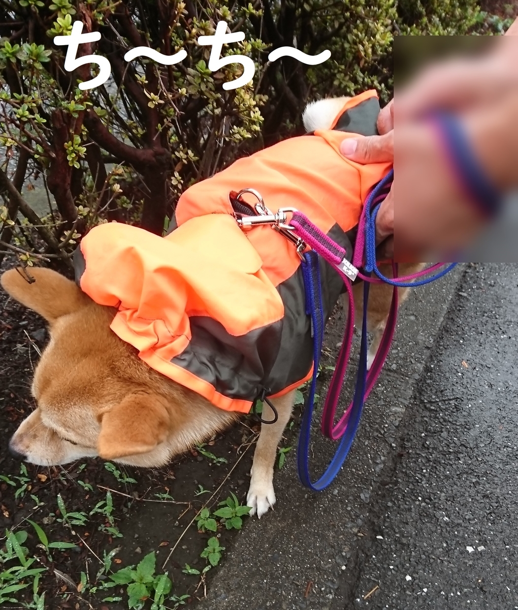 f:id:hanatara:20190929092323j:plain