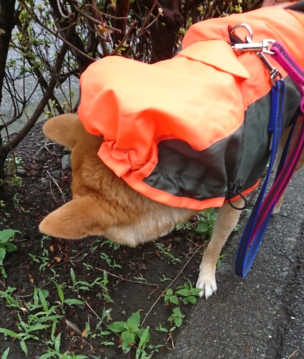 f:id:hanatara:20190929092356j:plain
