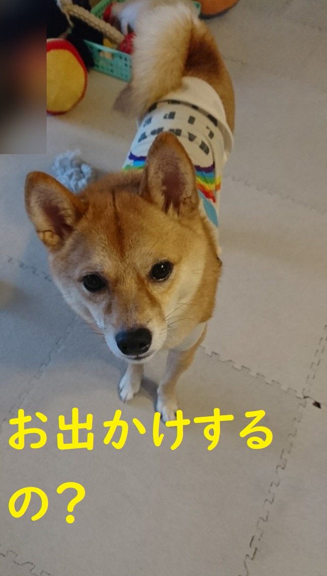 f:id:hanatara:20191004171650j:plain