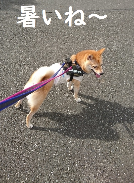 f:id:hanatara:20191004171808j:plain