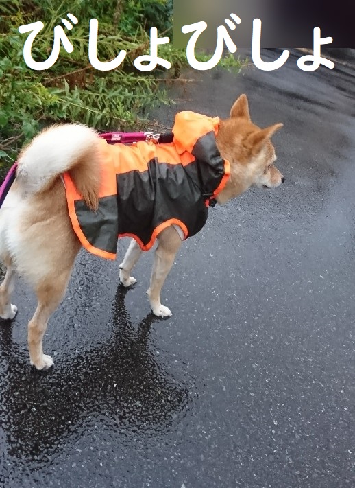 f:id:hanatara:20191004173242j:plain