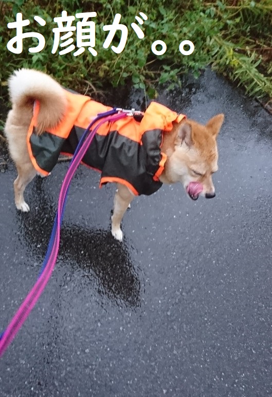 f:id:hanatara:20191004173355j:plain