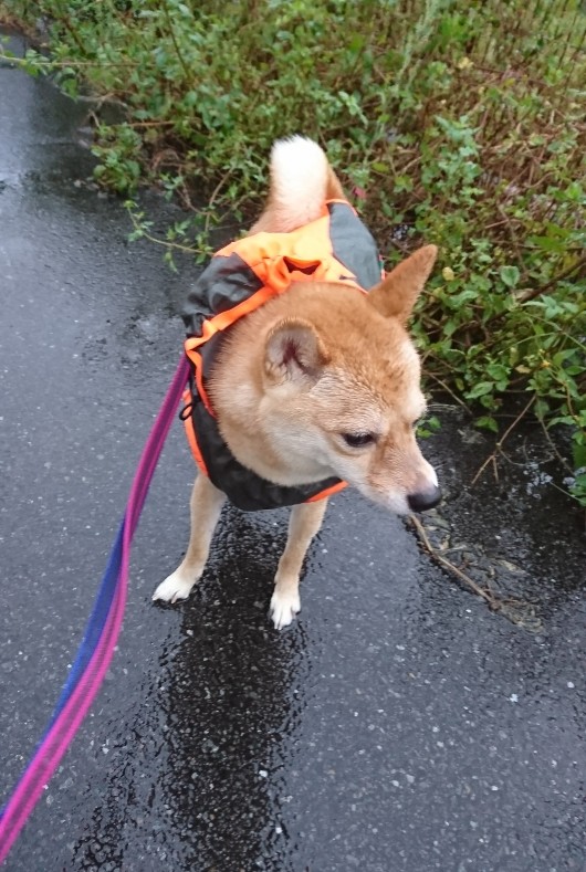 f:id:hanatara:20191004173426j:plain