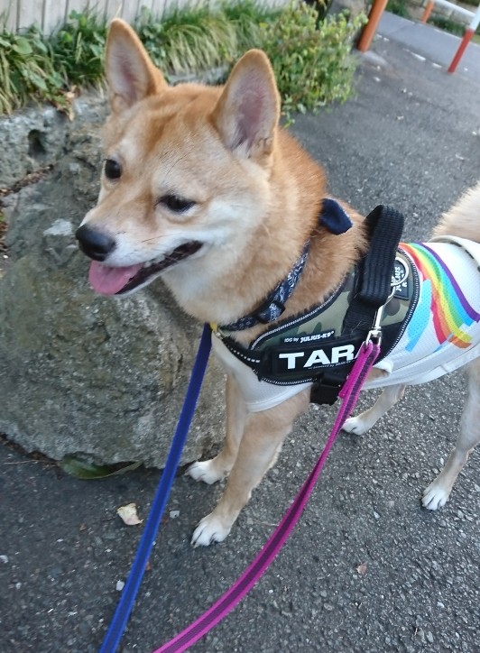 f:id:hanatara:20191005095616j:plain