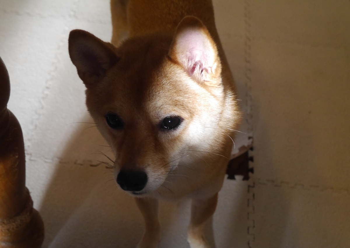 f:id:hanatara:20191005110013j:plain