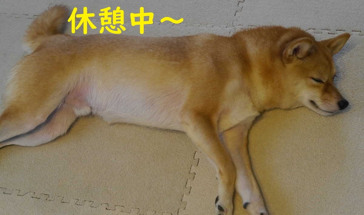 f:id:hanatara:20191005110525j:plain