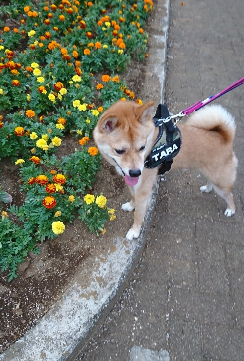f:id:hanatara:20191006081606j:plain