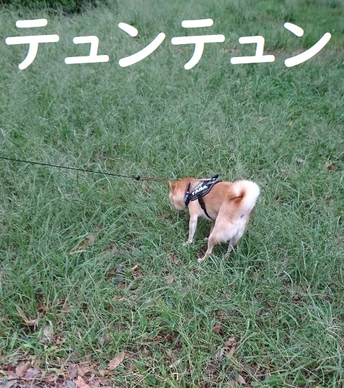 f:id:hanatara:20191006081702j:plain
