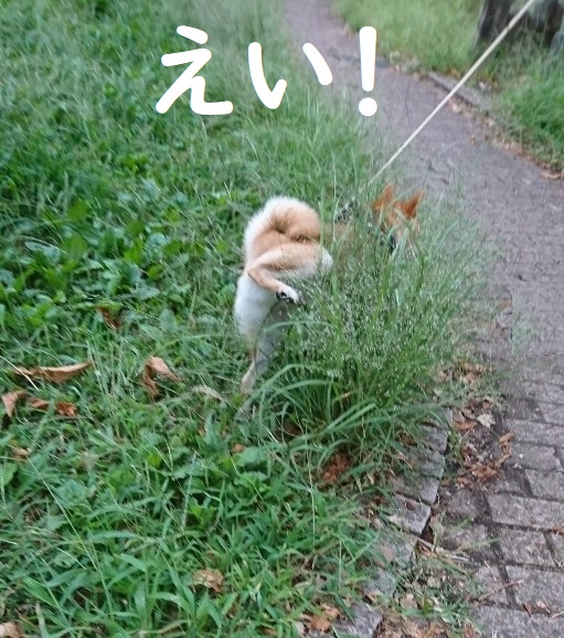f:id:hanatara:20191006081803j:plain