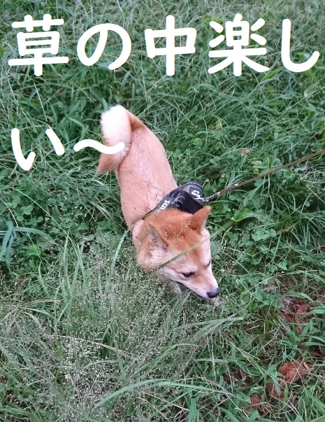 f:id:hanatara:20191006090900j:plain f:id:hanatara:20191006090900j:plain