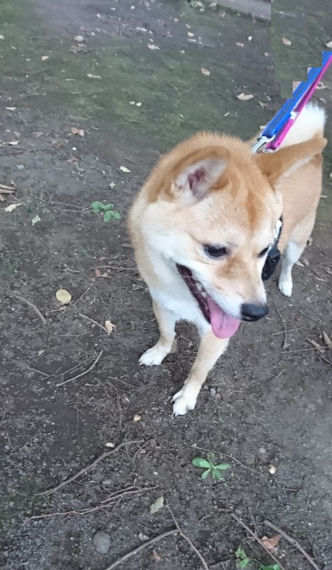 f:id:hanatara:20191006090939j:plain f:id:hanatara:20191006090939j:plain