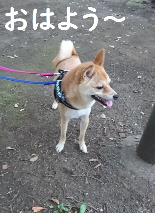 f:id:hanatara:20191006091105j:plain f:id:hanatara:20191006091105j:plain