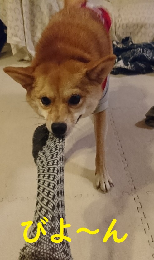 f:id:hanatara:20191012131111j:plain