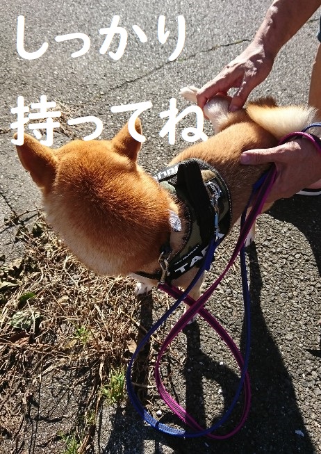 f:id:hanatara:20191013151211j:plain