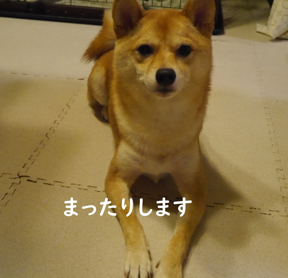 f:id:hanatara:20191014101608j:plain