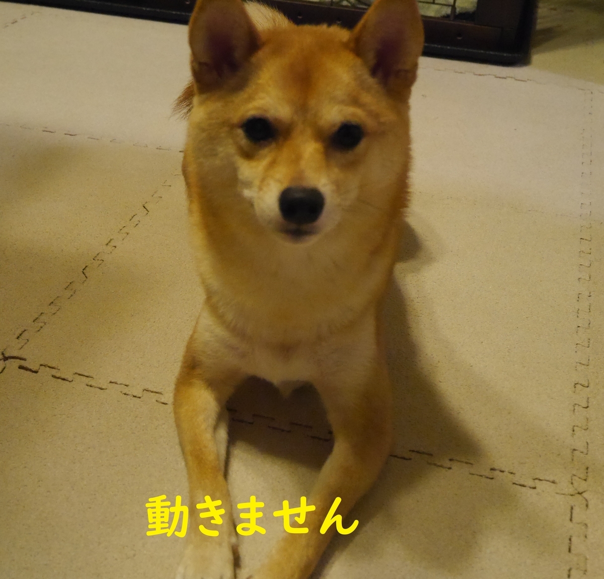 f:id:hanatara:20191014101711j:plain