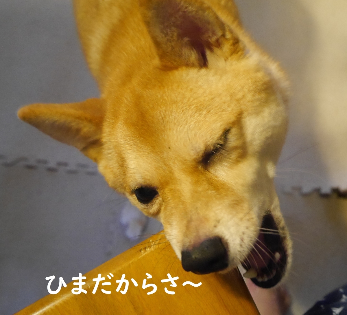 f:id:hanatara:20191014101837j:plain