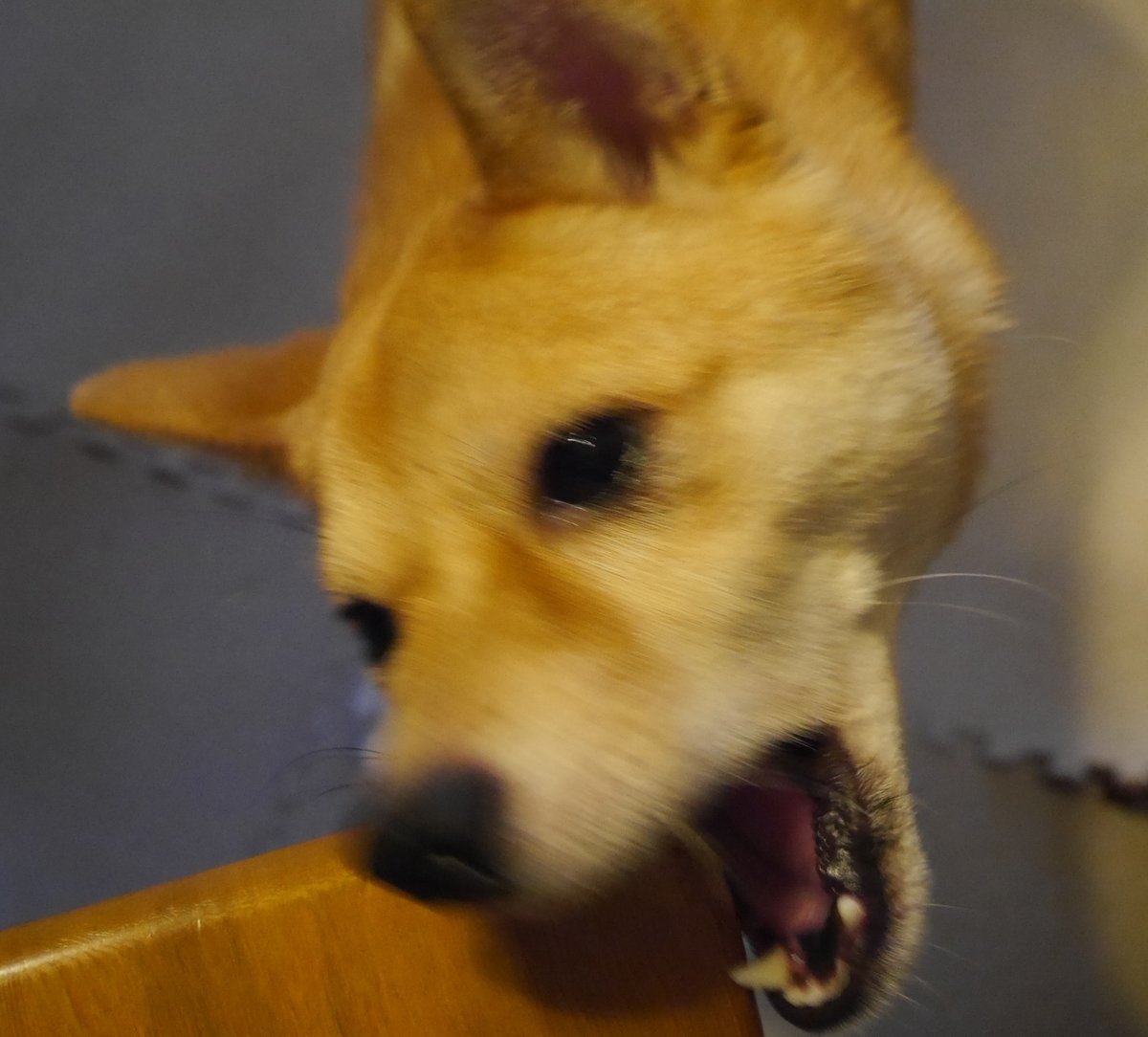 f:id:hanatara:20191014101924j:plain