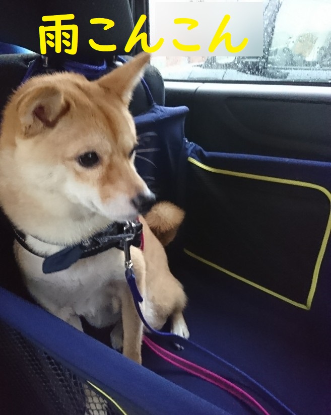 f:id:hanatara:20191014103200j:plain