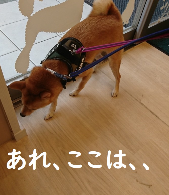 f:id:hanatara:20191014103257j:plain