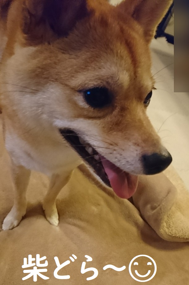 f:id:hanatara:20191019083026j:plain