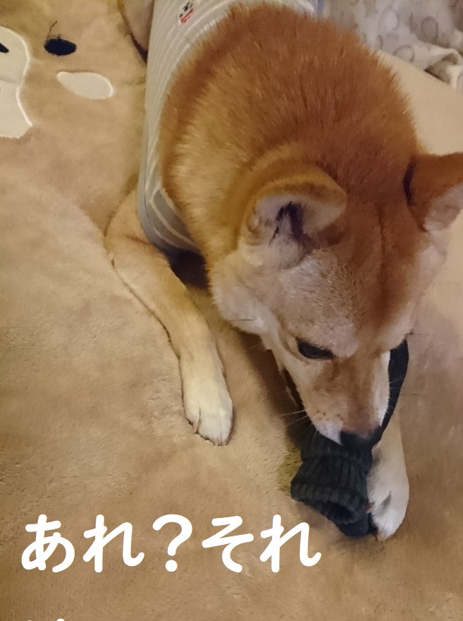 f:id:hanatara:20191019083139j:plain