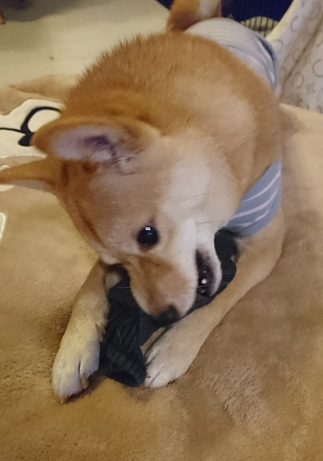 f:id:hanatara:20191019083258j:plain