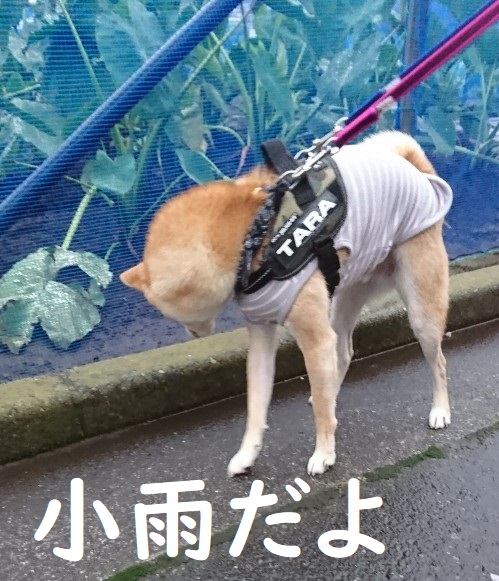 f:id:hanatara:20191020092356j:plain