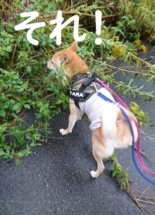 f:id:hanatara:20191020092533j:plain