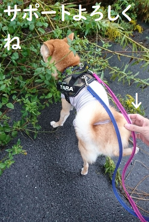 f:id:hanatara:20191020092705j:plain