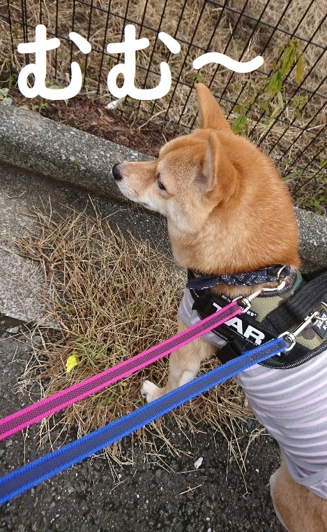 f:id:hanatara:20191020092752j:plain