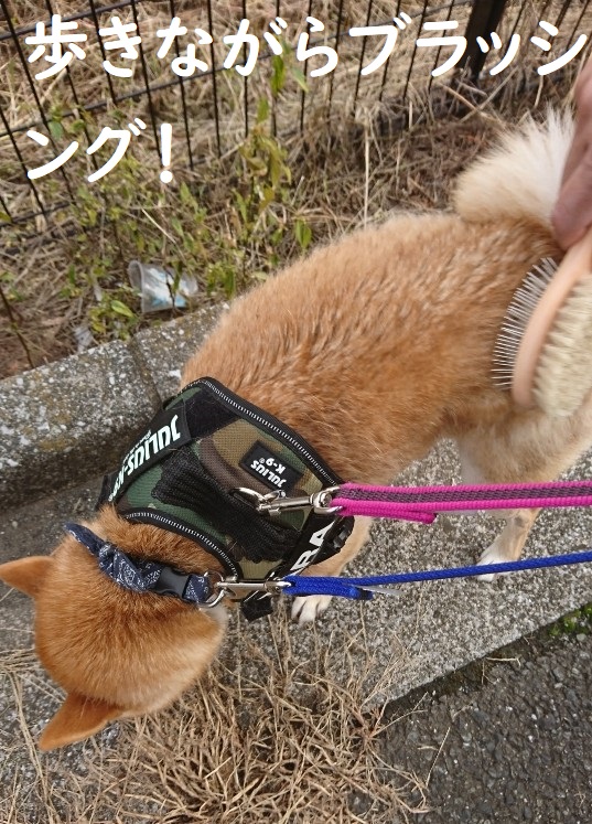 f:id:hanatara:20191020132752j:plain