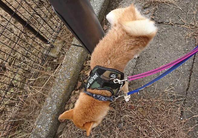 f:id:hanatara:20191020132819j:plain