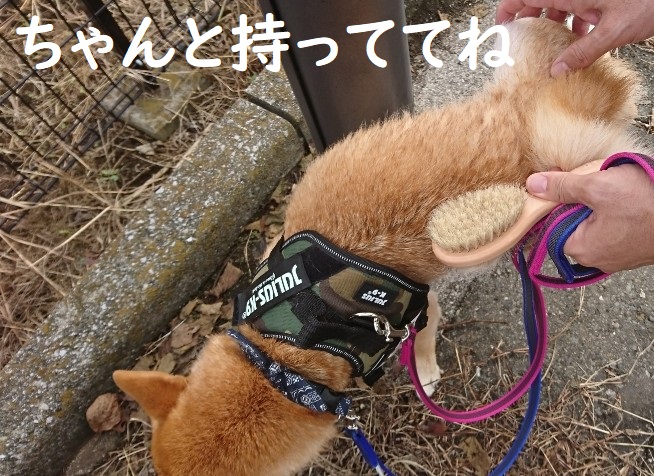 f:id:hanatara:20191020132922j:plain