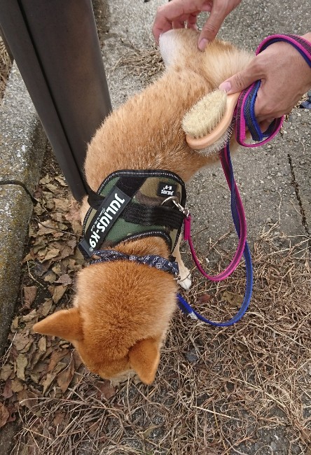 f:id:hanatara:20191020132958j:plain