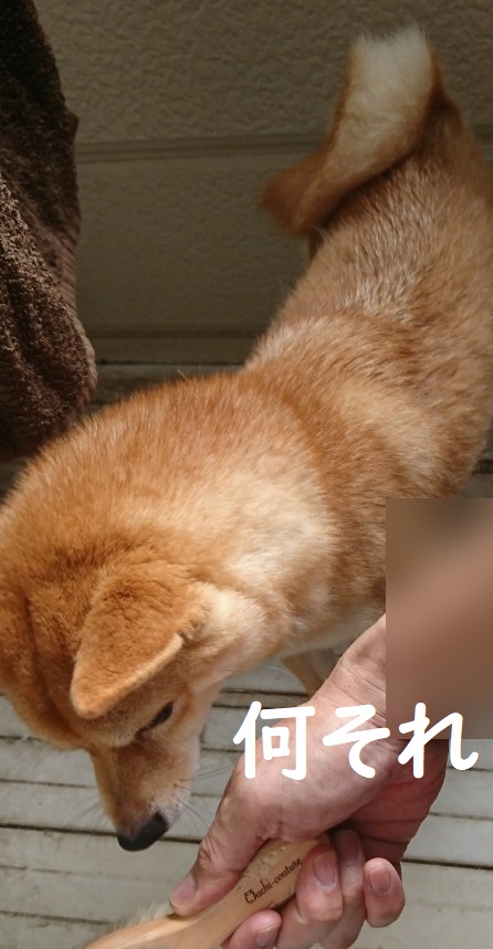 f:id:hanatara:20191020134749j:plain f:id:hanatara:20191020134749j:plain