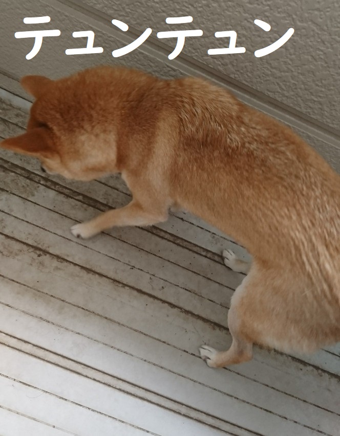 f:id:hanatara:20191020135022j:plain f:id:hanatara:20191020135022j:plain
