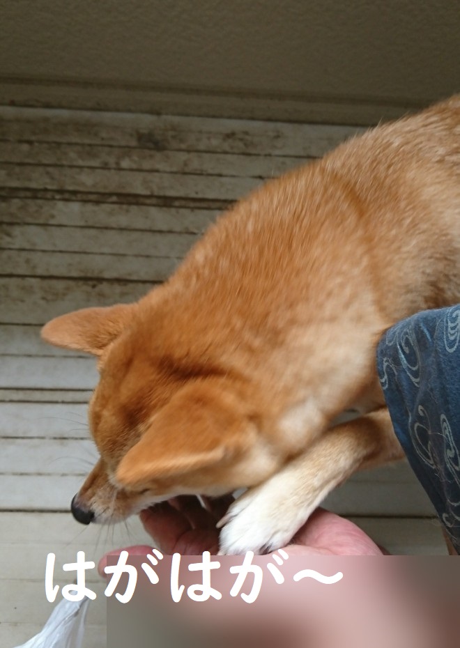 f:id:hanatara:20191020135329j:plain f:id:hanatara:20191020135329j:plain