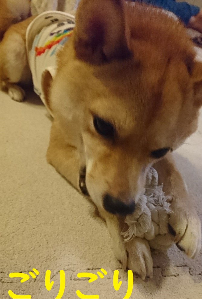 f:id:hanatara:20191022090123j:plain