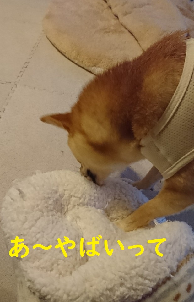 f:id:hanatara:20191022113218j:plain