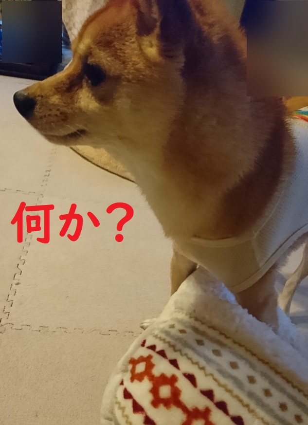 f:id:hanatara:20191022113445j:plain