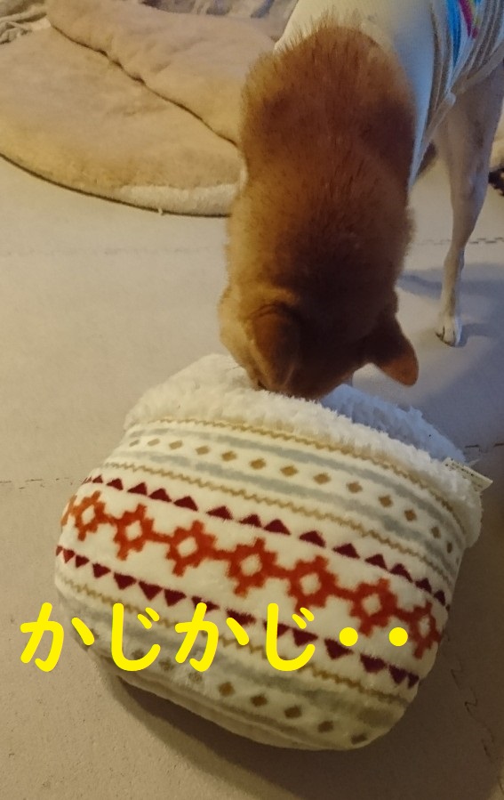 f:id:hanatara:20191022113547j:plain